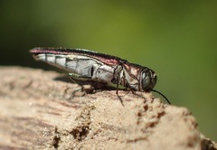 Agrilus quadriguttatus