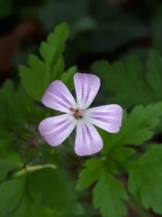 Geranium robertianum