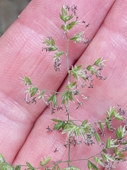 Poa