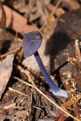 Entoloma panniculus