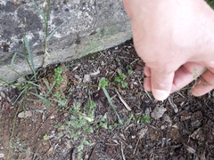 Poa