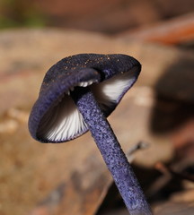 Entoloma panniculus