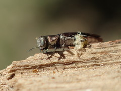 Agrilus quadriguttatus