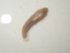 Dendrocoelum lacteum