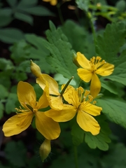 Chelidonium majus