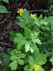 Chelidonium majus