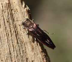 Agrilus quadriguttatus