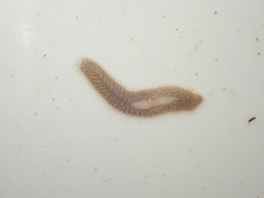 Dendrocoelum lacteum