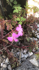 Geranium robertianum