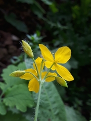 Chelidonium majus