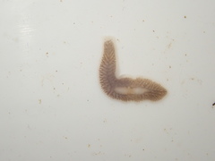 Dendrocoelum lacteum