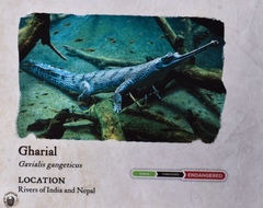 Gavialis gangeticus
