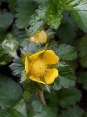 Potentilla indica