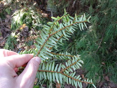 Pseudotaxus chienii