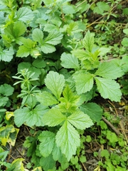 Geum urbanum
