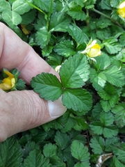 Potentilla indica