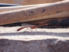 Enicospilus tournieri