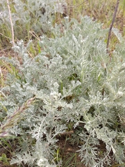 Artemisia fragrans