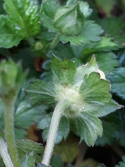 Potentilla indica