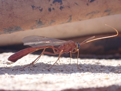 Enicospilus tournieri