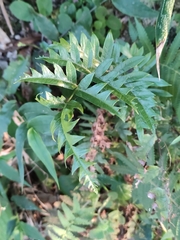 Pteris semipinnata