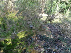 Podocarpus acutifolius