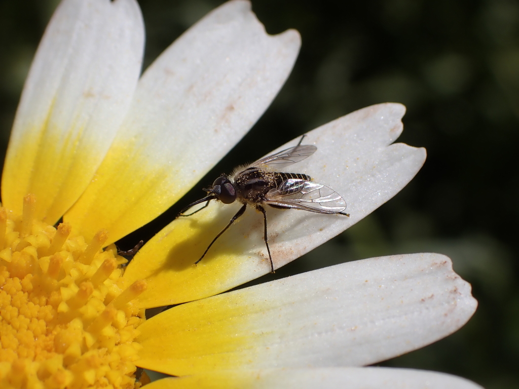 Protypusia striata