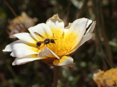 Leptochilus replenus