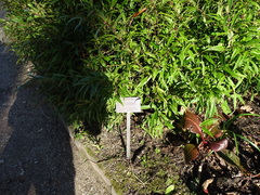 Sarcococca hookeriana