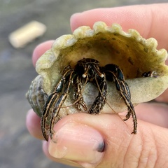 Clibanarius taeniatus