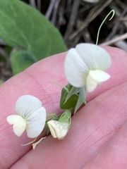 Lathyrus aphaca