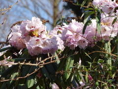 Rhododendron calophytum
