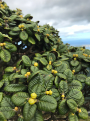 Metrosideros rugosa