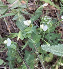 Lathyrus aphaca