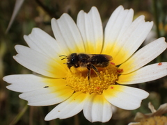 Osmia latreillei