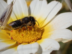 Osmia latreillei