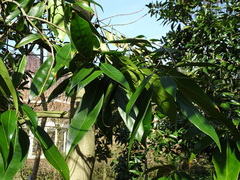 Lithocarpus henryi