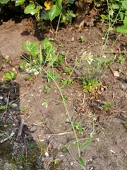 Arabidopsis thaliana