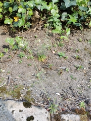 Arabidopsis thaliana