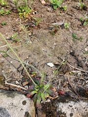 Arabidopsis thaliana