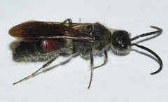 Sigilla dorsata