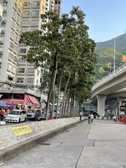 Aleurites moluccanus