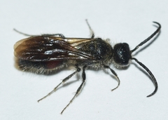 Sigilla dorsata