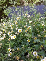 Erigeron karvinskianus