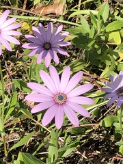 Dimorphotheca jucunda