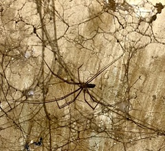 Smeringopus pallidus