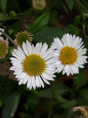 Erigeron karvinskianus