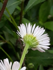 Erigeron karvinskianus