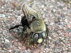 Xylocopa tabaniformis