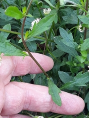 Erigeron karvinskianus